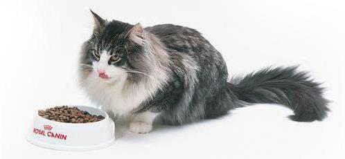 Како одабрати квалитетну храну за велике расе мачака?