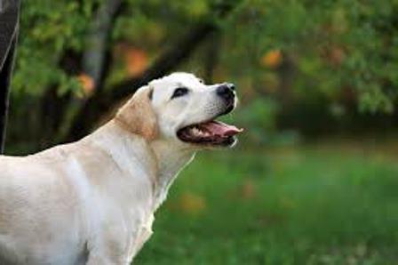 Себоррхеа код паса: симптоми, лечење, слика