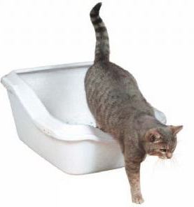 Силикагел за пуњење мачака: прегледи, састав, апликација. Како користити силика гел за мачку?