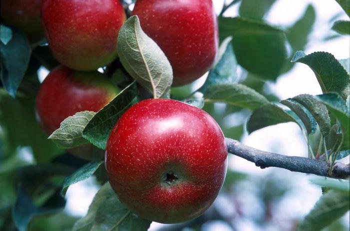 Мацинтосх (јабука): опис, садња и негу