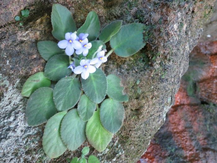 Родно место биљке љубичице - Узамбарске планине