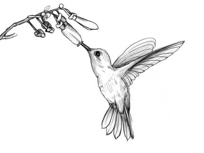 Како лако и брзо цртати колибри