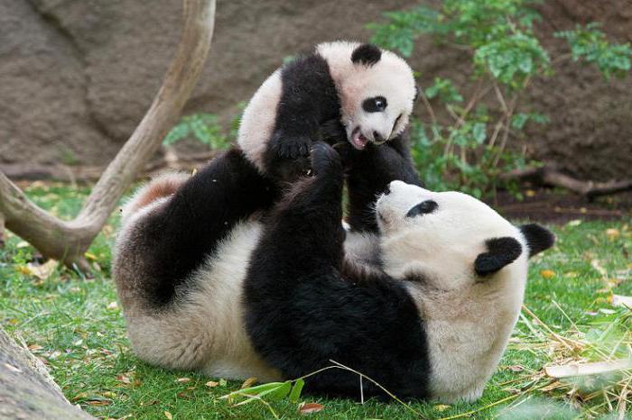 Занимљиве чињенице о пандама које ће погодити многе