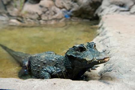 Крокодил топи: фотографија, опис, исхрана