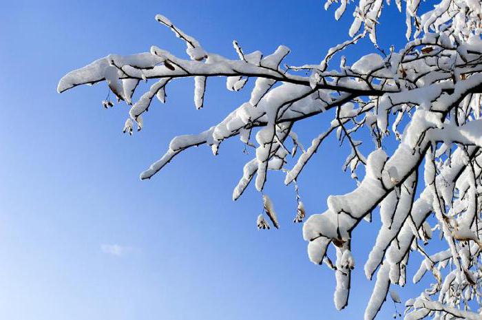 Да ли дрво расте зими: карактеристике развоја биљке