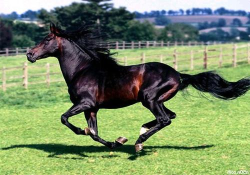 Колико је најскупљи коњ на свету?
