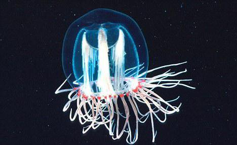 Научно истраживање: да ли медузе живе заувек?