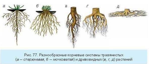 примарна структура корена дицотиледоноус биљке