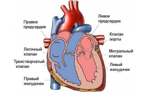 Функција структуре топографије срца